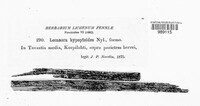Protoparmelia oleagina image